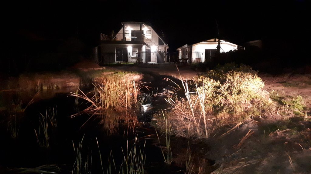 Red Bishop entrances across bird wetland