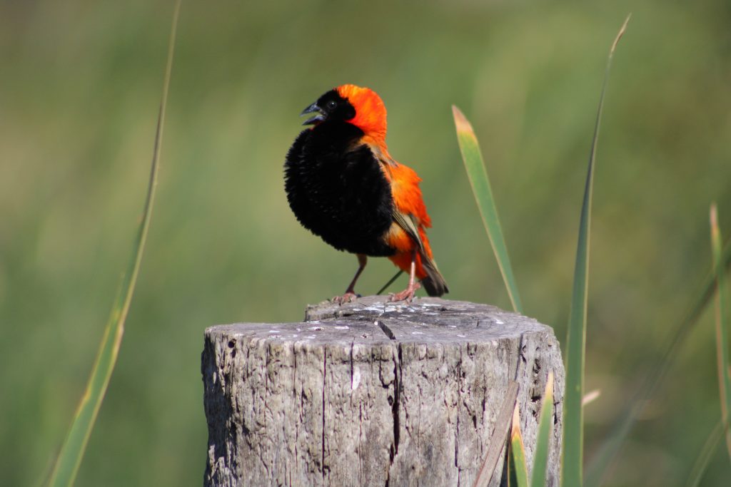 Red Bishop hundreds nesting in wetland over summer